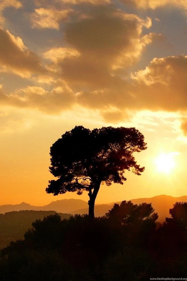 iPhone 4 Trees Wallpapers