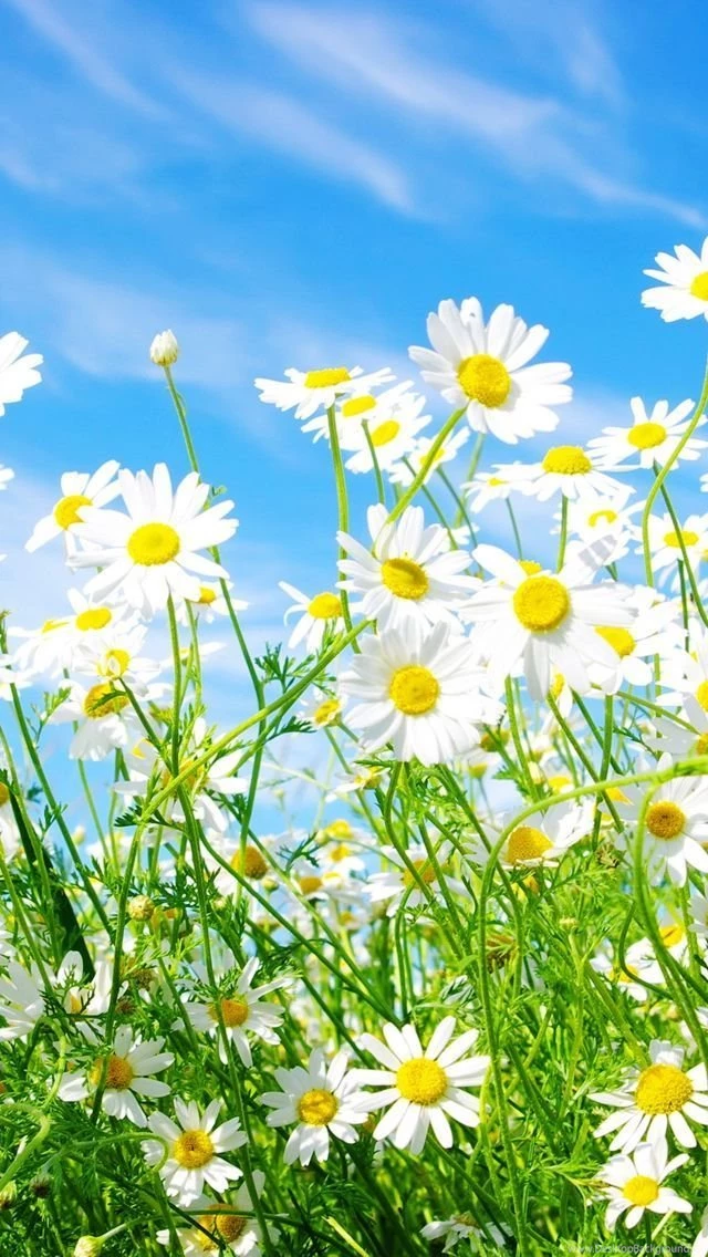 Flowers iPhone 5s Wallpapers
