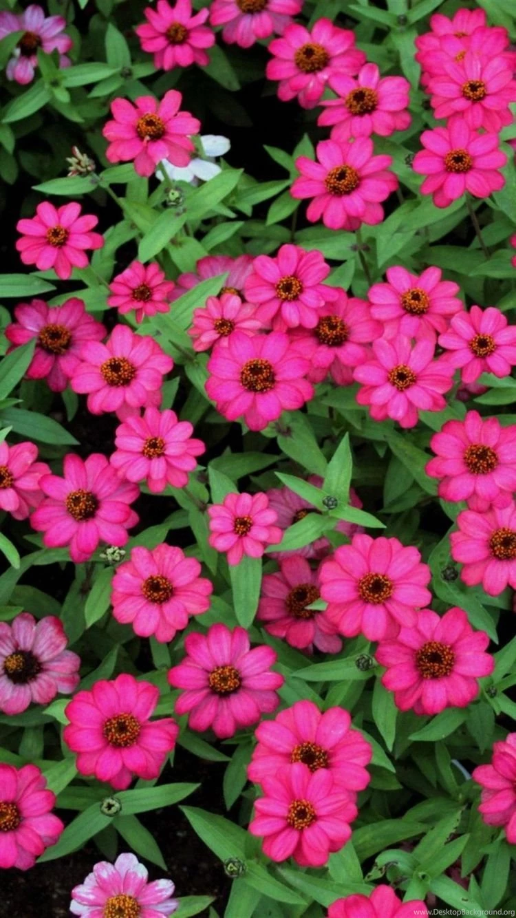 HD Flowers Leaves iPhone 6 Wallpapers Download Free 750x1334 iPhone ...