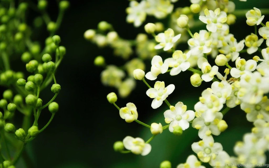Flowers For Flower Lovers.: Beautiful Flowers Desktop Wallpapers.