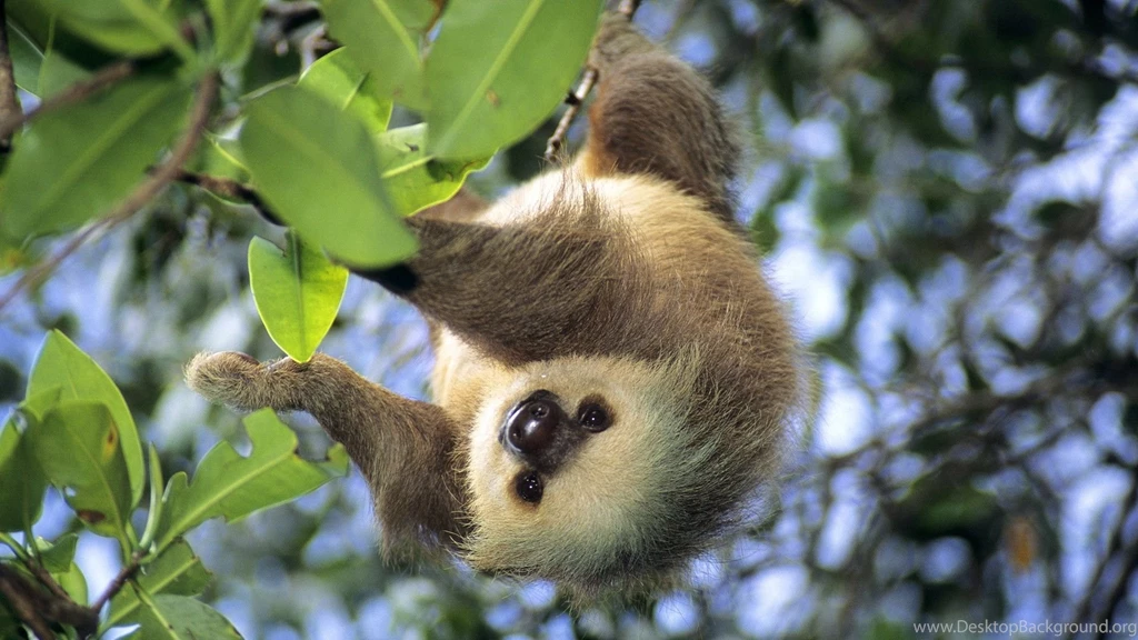 Sloth Desktop Wallpapers