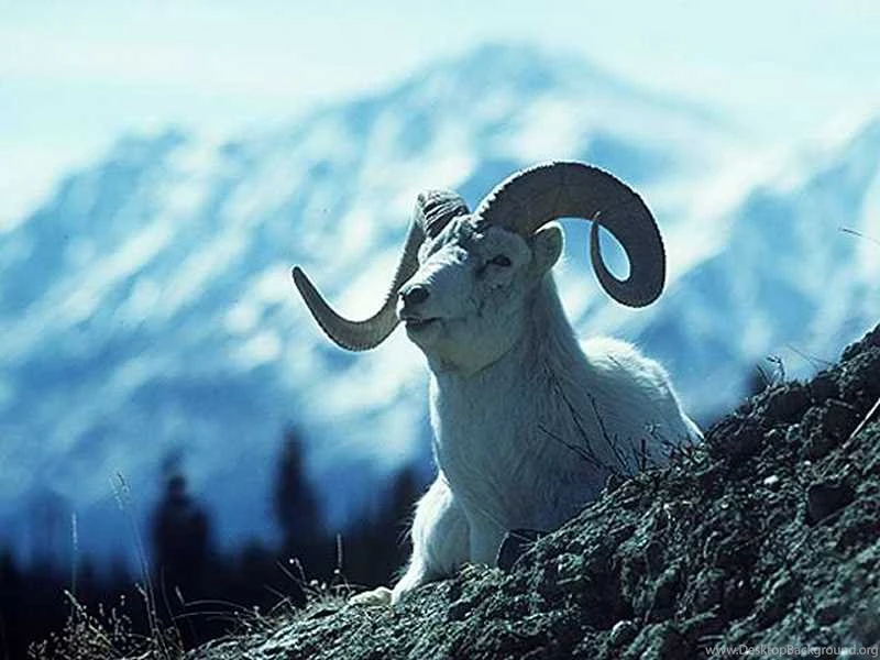 Animal Computer Desktop Backgrounds Wallpapers