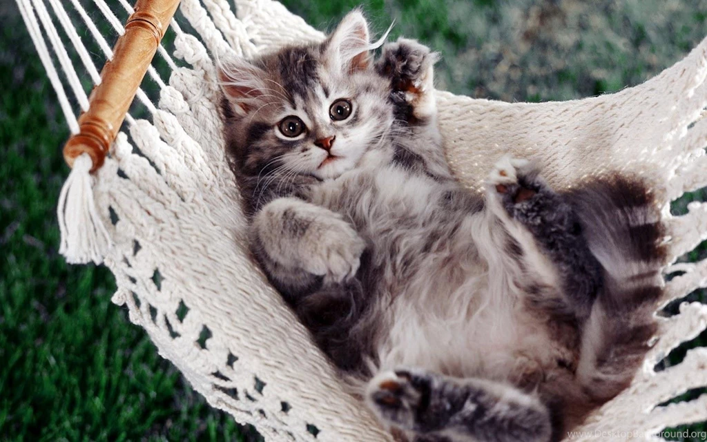 Funny Animal Desktop Wallpapers