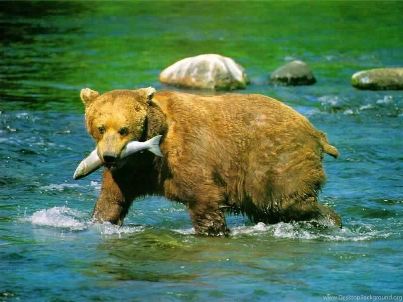 Animal wallpaper animal desktop wallpaper animal wallpaper wild ...