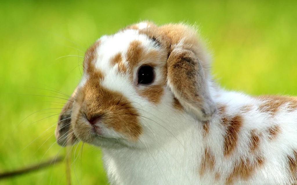 Animal Desktop Wallpapers