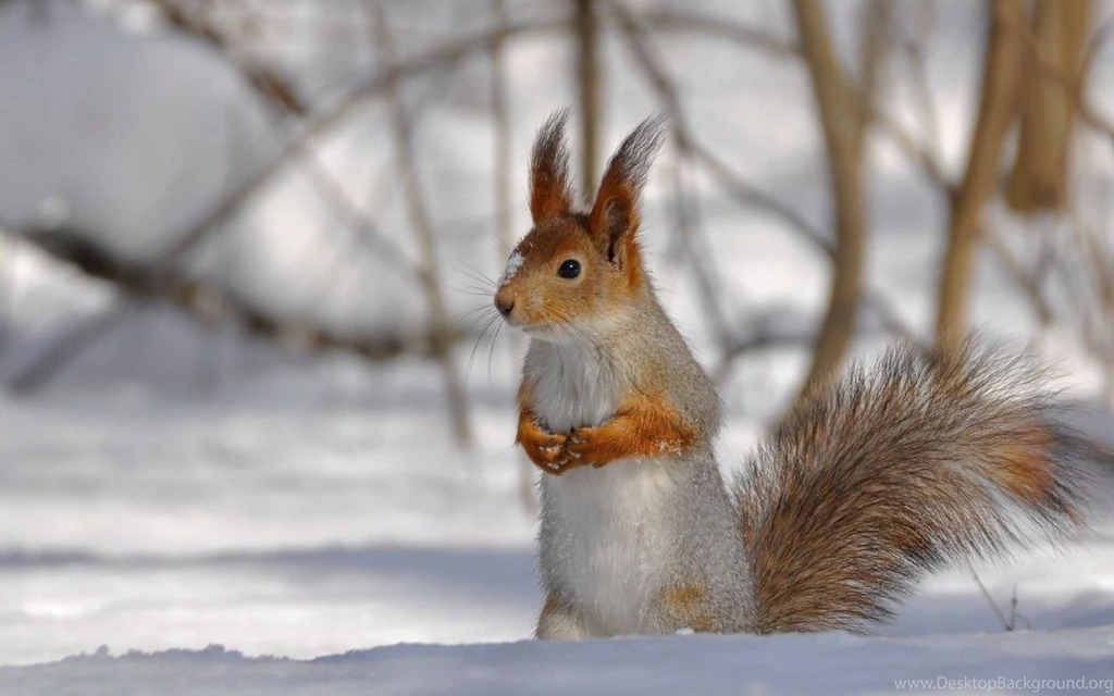 Animated Animals Wallpapers   4875