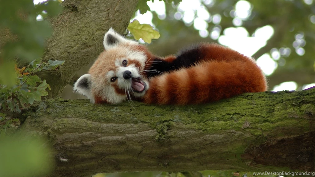 Animals Wallpapers For Desktop Free Download 16 High Resolution ...