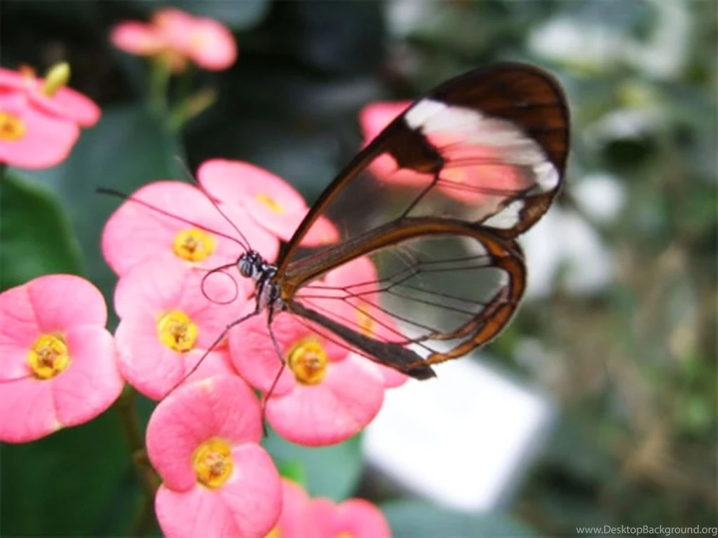 Desktop background pictures of animals.jpg