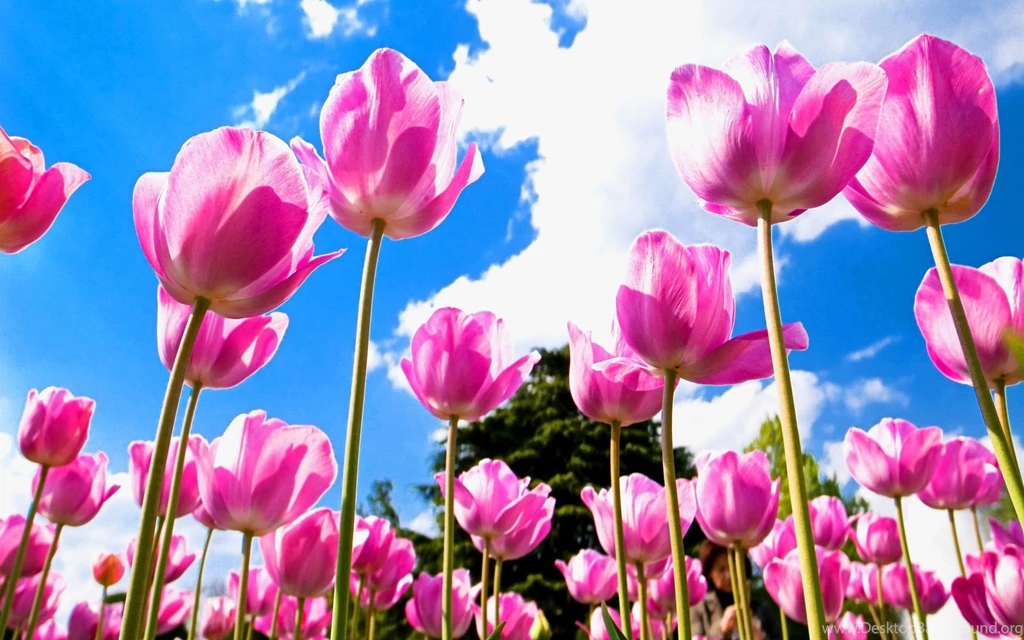 Tulip Flower Desktop Wallpapers