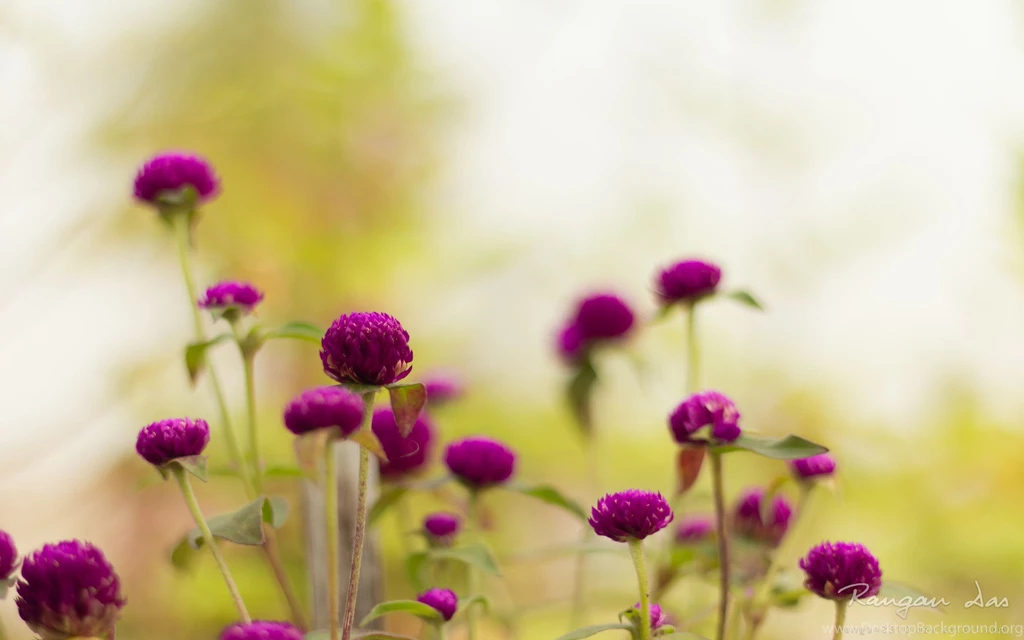 Flowers Wallpapers Page 5 HD Wallpapers