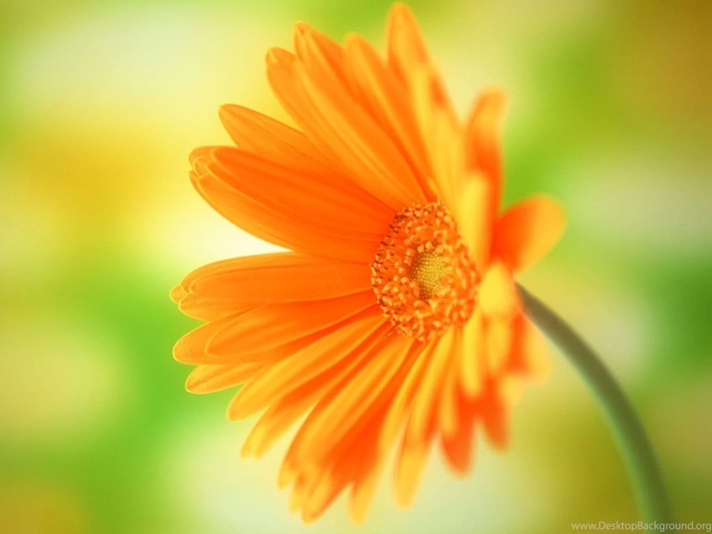 Flowers Desktop Wallpapers