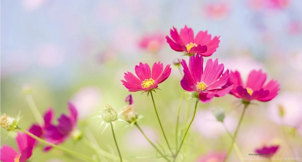 Flowers desktop wallpapers.jpg