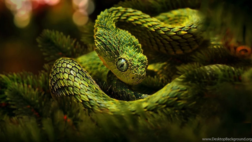Bush Viper HD Wallpapers, Bush Viper Images, New Wallpapers