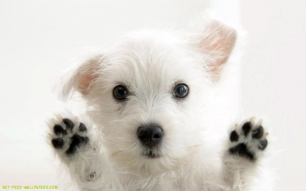 Dog Images Free Download Free Hd Download 7