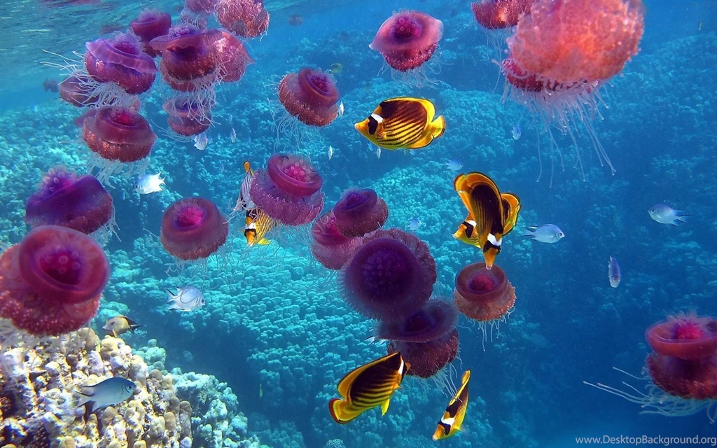 Jellyfish Desktop Wallpaper, Jellyfish Photos, New Wallpapers