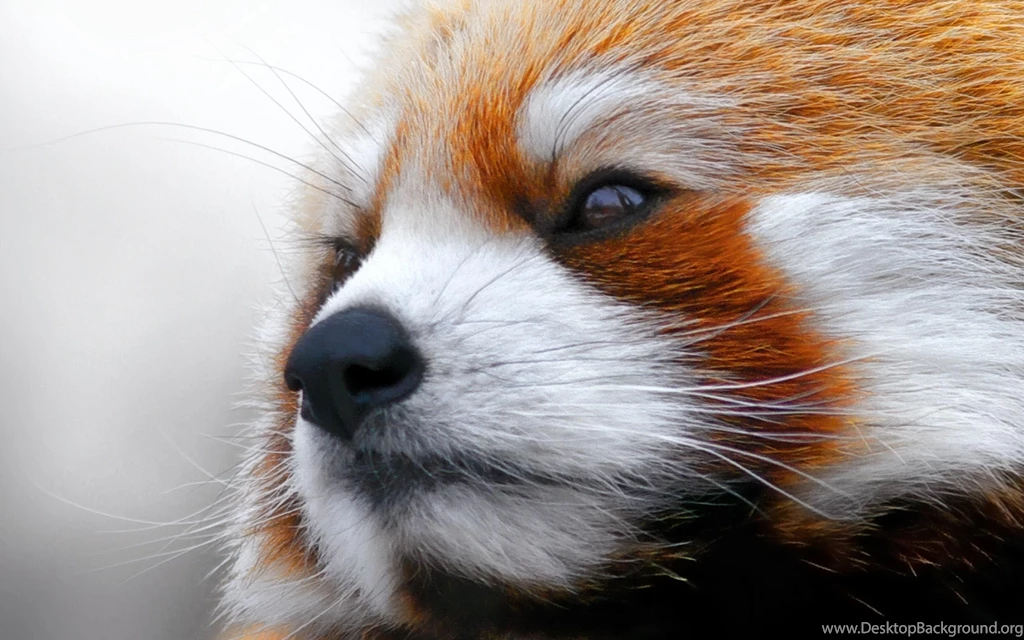 Red Panda Desktop Wallpapers