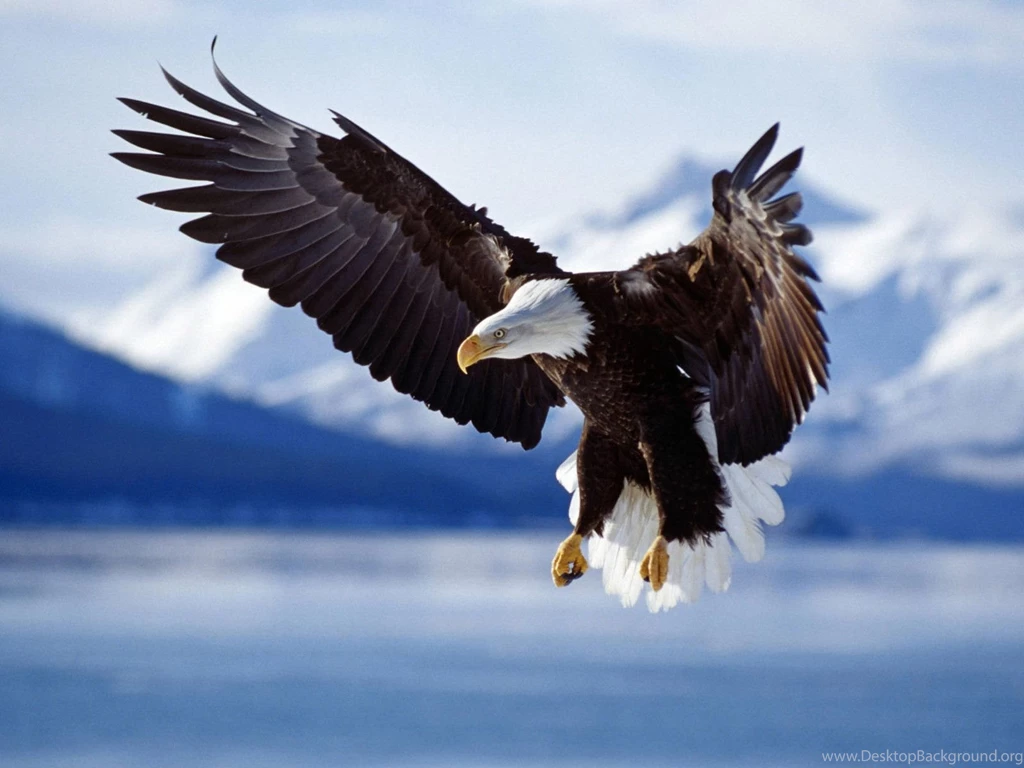 Eagle HD Wallpapers