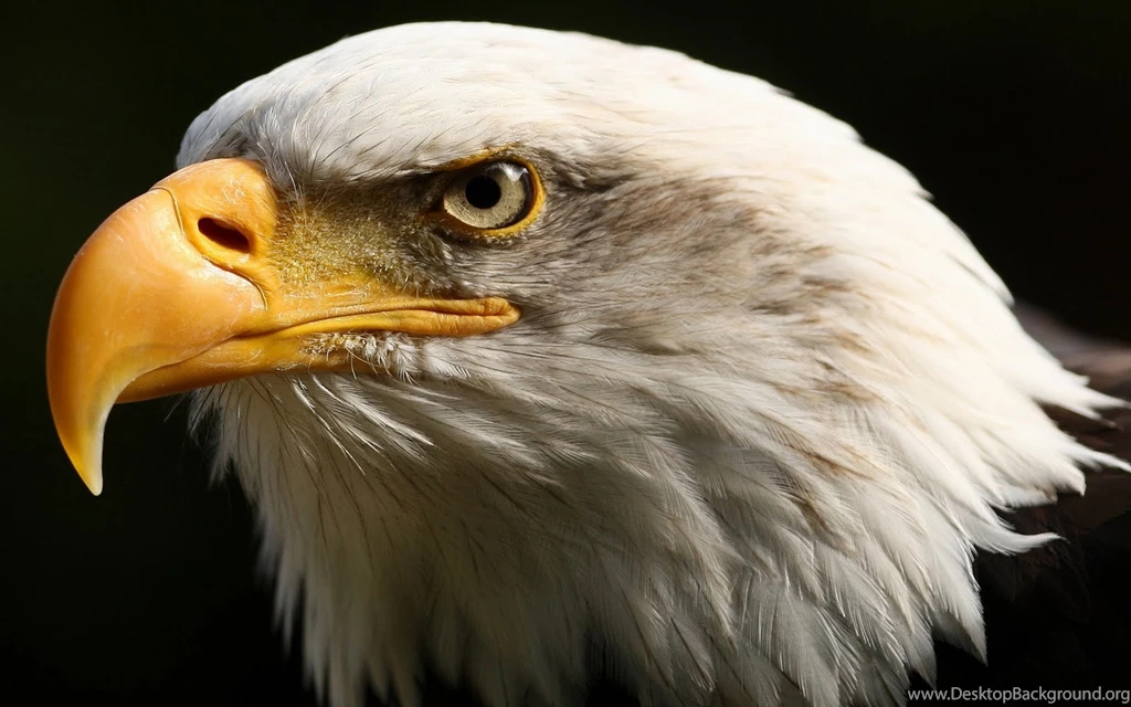 Desktop hd eagles live wallpaper.jpg