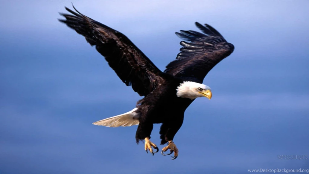 Flying Eagle Wallpapers