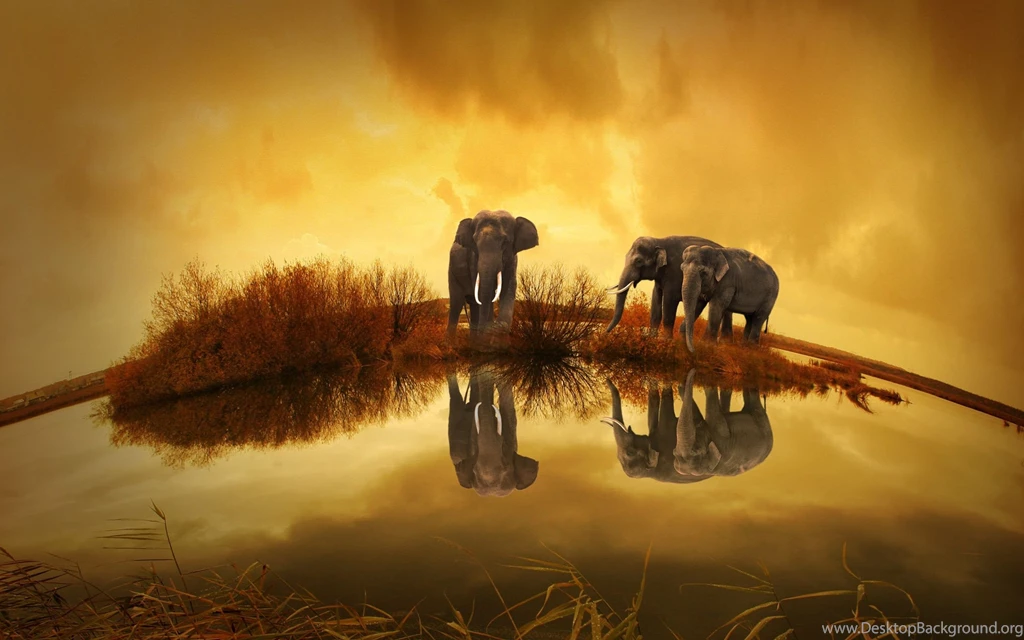 Animals Wallpapers