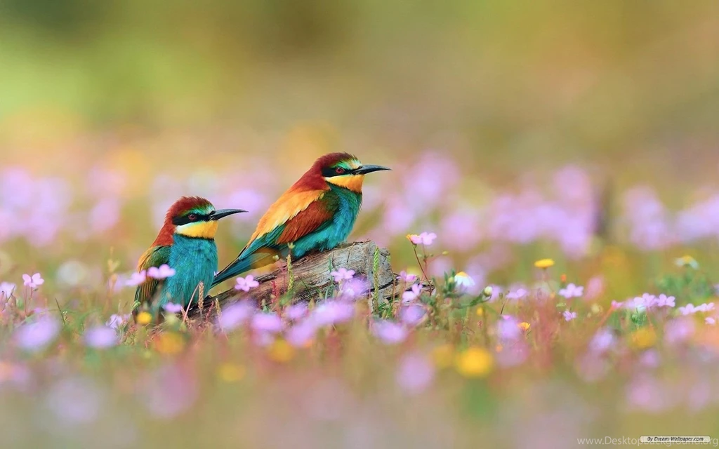 Spring Animal Desktop Wallpapers 7683 HD Wallpapers Site