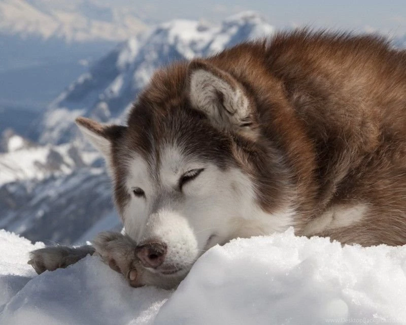 Animal Wallpapers