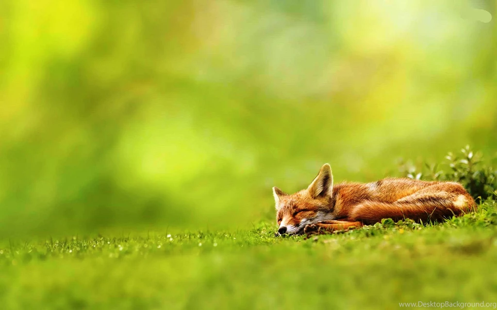 Fox Animal HD Wallpapers
