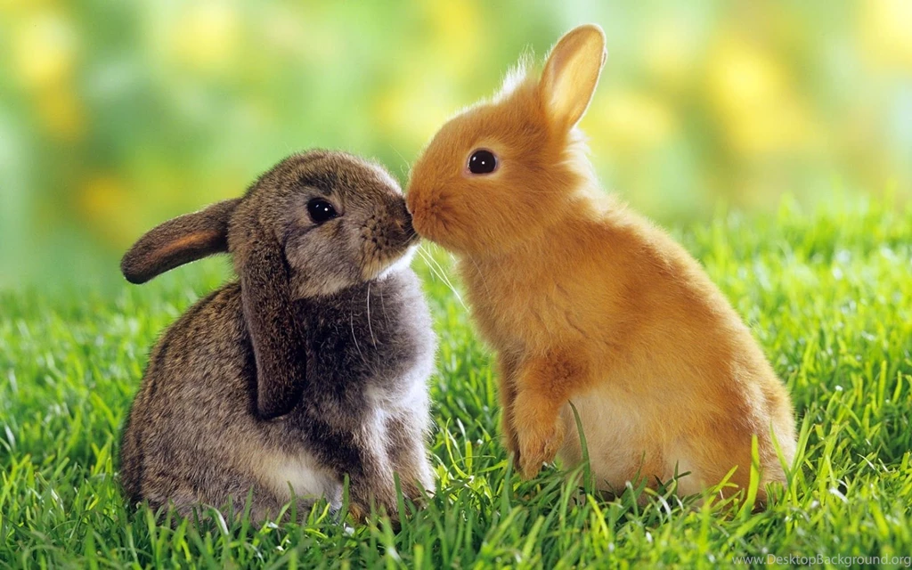Funny Animals 571 Free Wallpapers Funnypicture.org