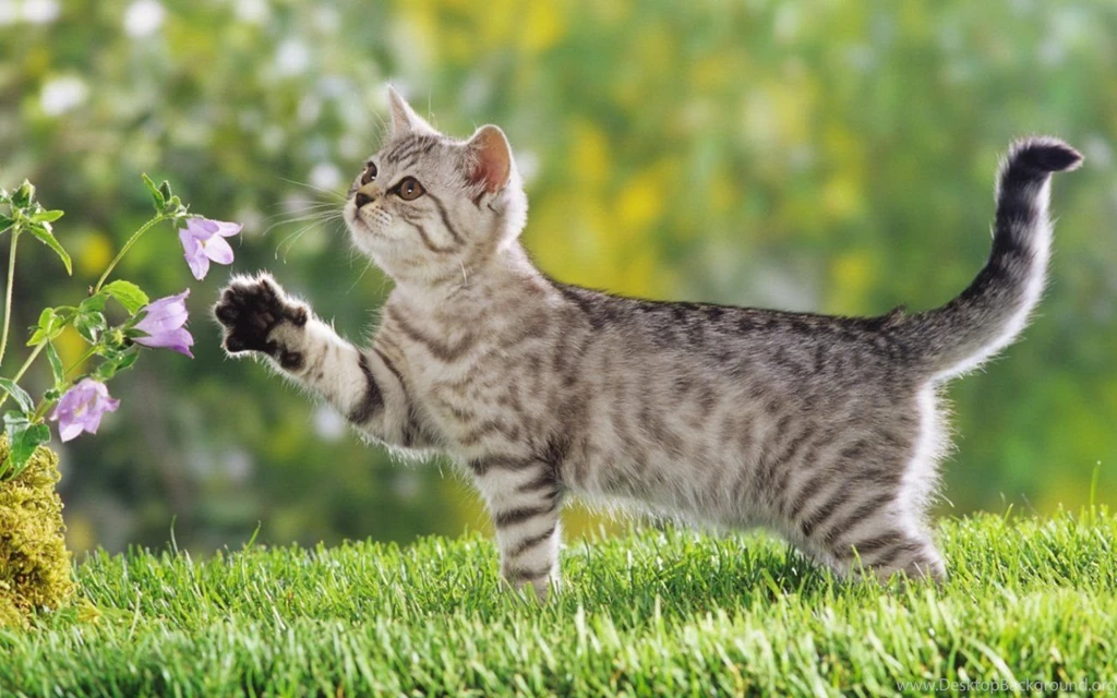 Cat_wallpaper_1280hd cat wallpapers