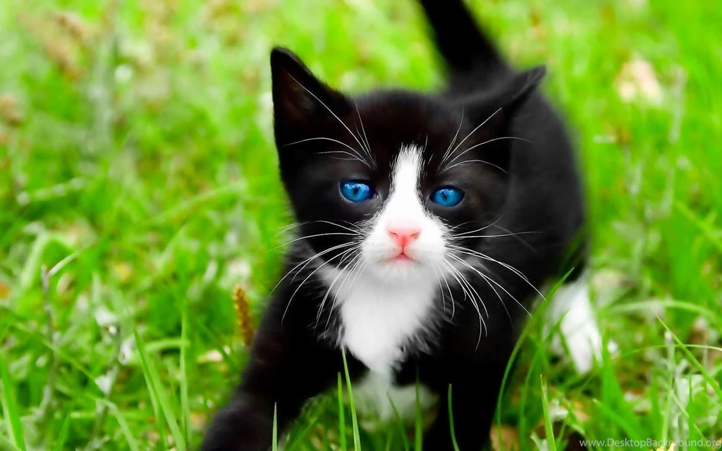Blue Eyed Cats