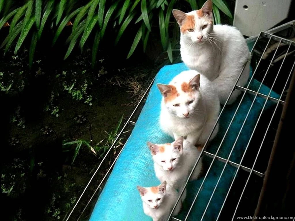 Free Wallpapers Cats Wallpapers Feline Quadruplets Family