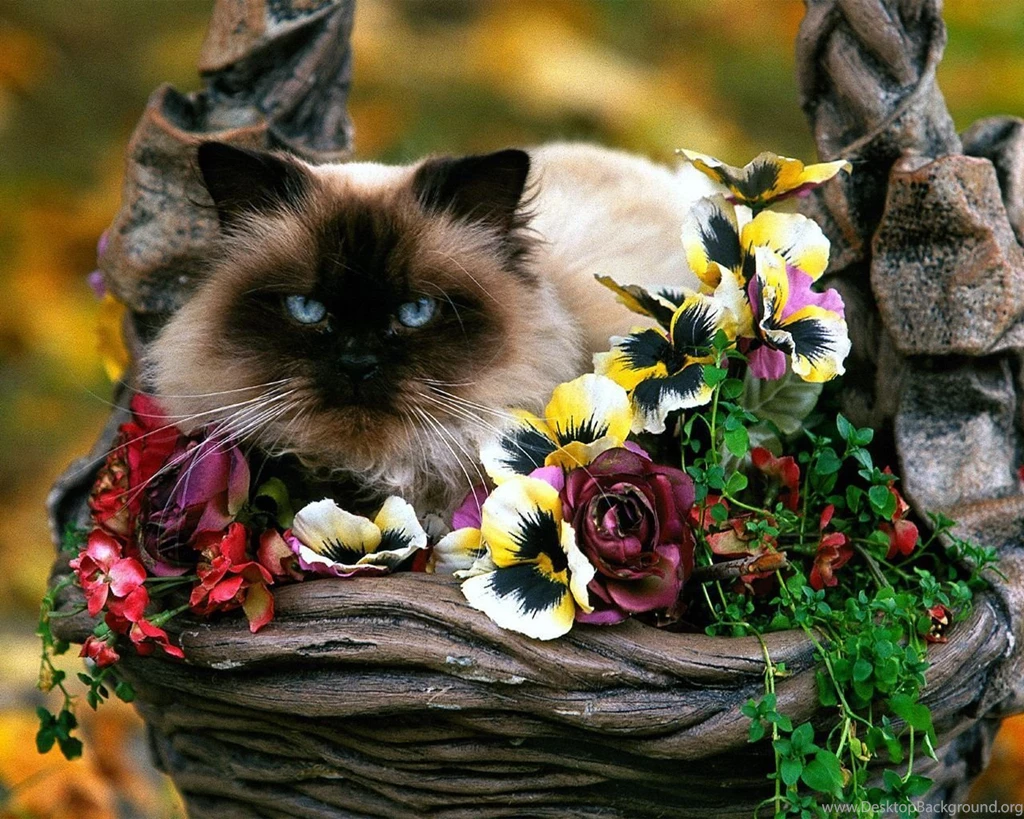 Cats Wallpapers   Cats Wallpapers (5194399)   Fanpop