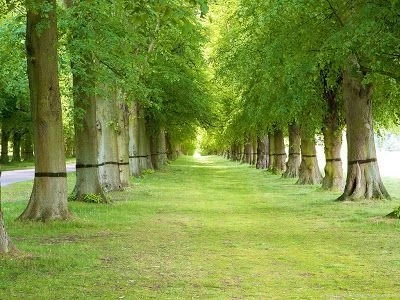 Free Wallpaper: Green Trees In Garden Wallpapers