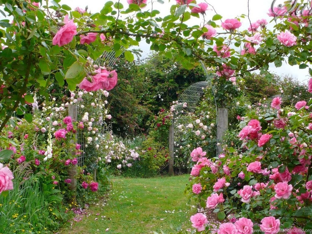 Rose Garden Wallpapers HD Wallpaper Backgrounds Of Your Choice