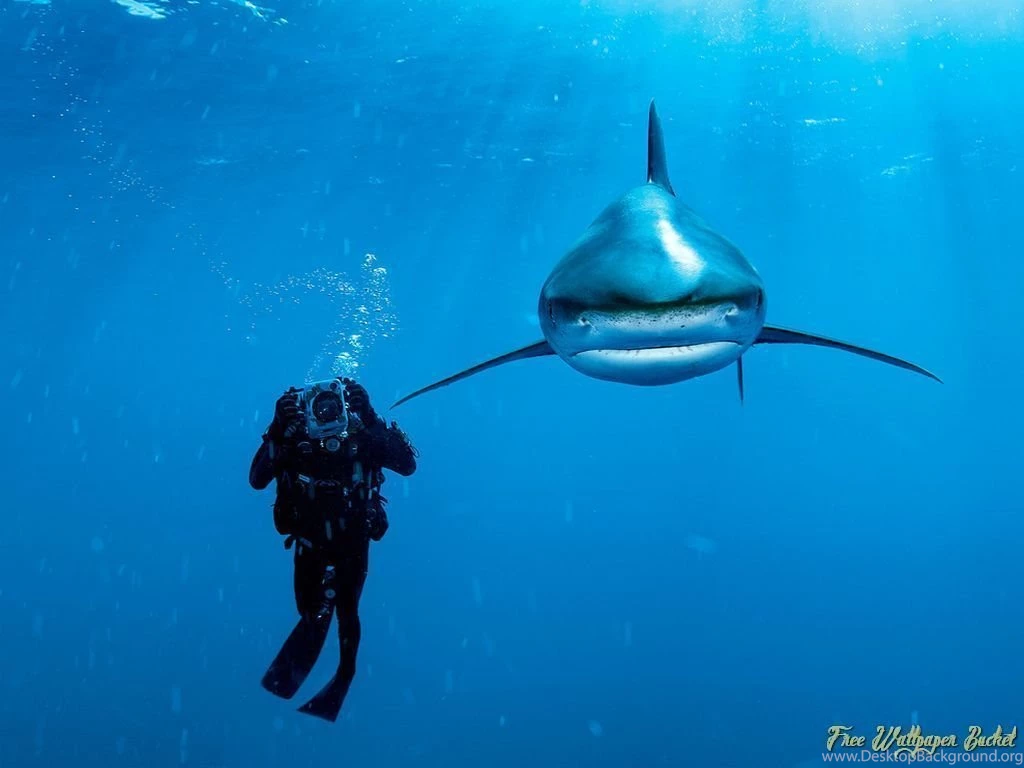 Deep Under The See Best HD Wallpapers For Computer Desktop!