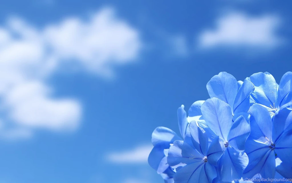 Free Computer Screensavers And Wallpapers Blue Flowers Photos Of ...