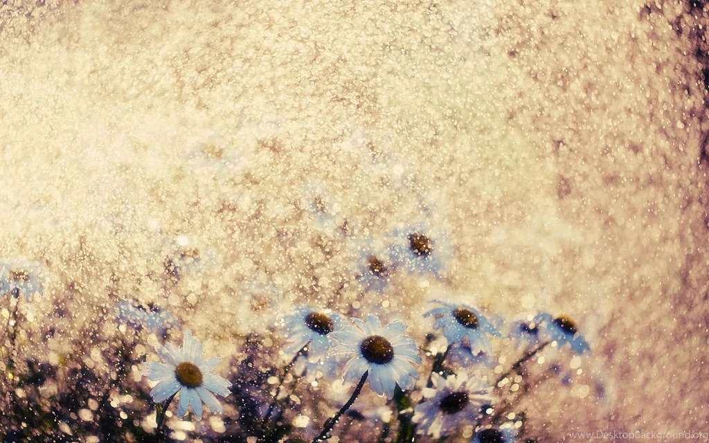 Flowers Daisies Glare Glitter Hd Wallpapers
