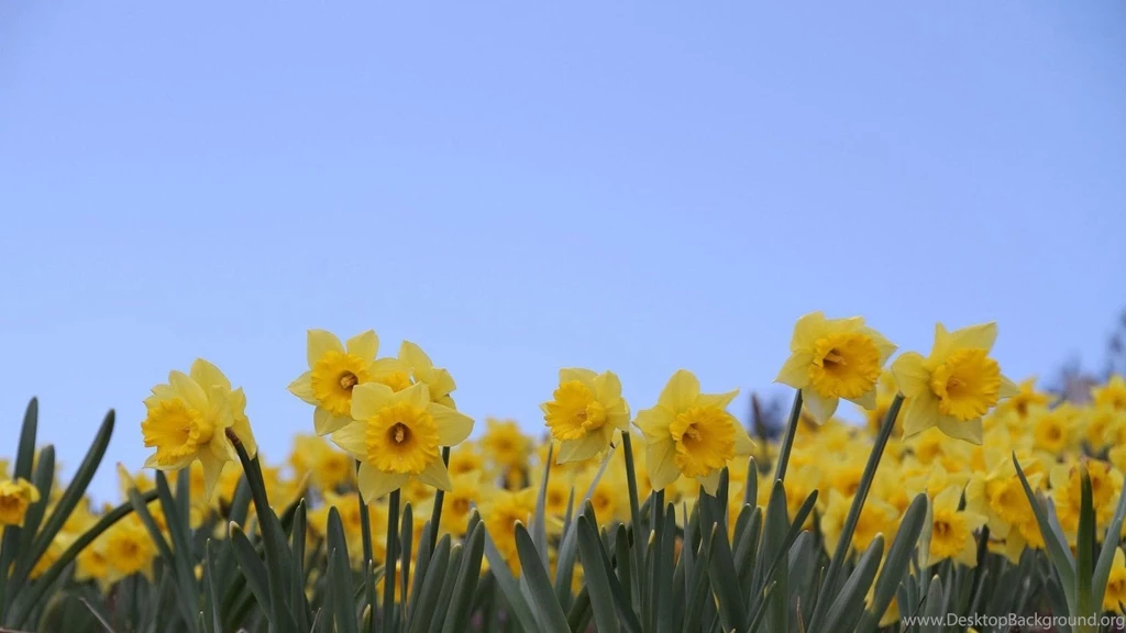Daffodils Desktop Wallpapers, Daffodils Flowers HD Images, New ...