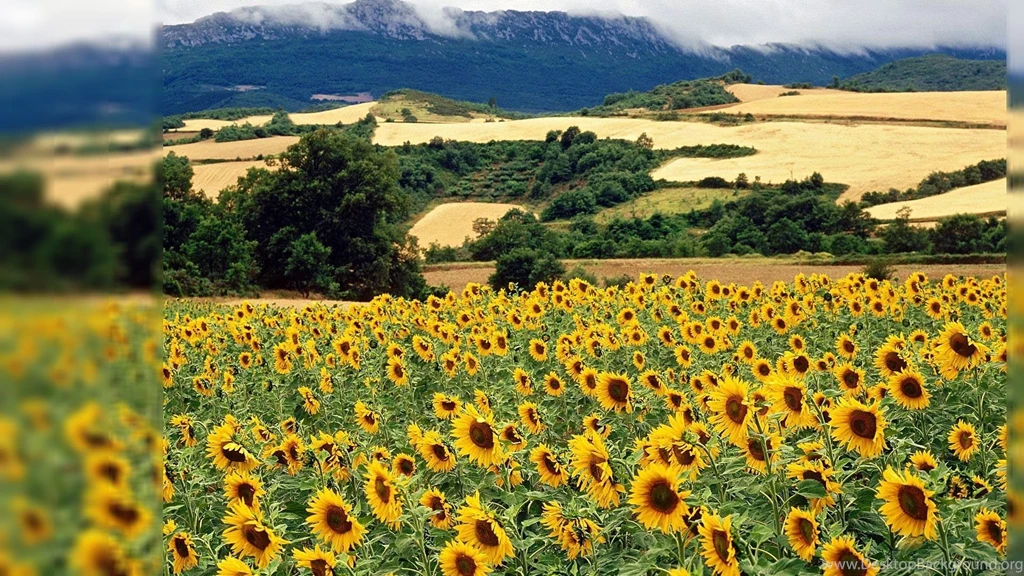 Top Summer Nature Desktop Background Images For Pinterest