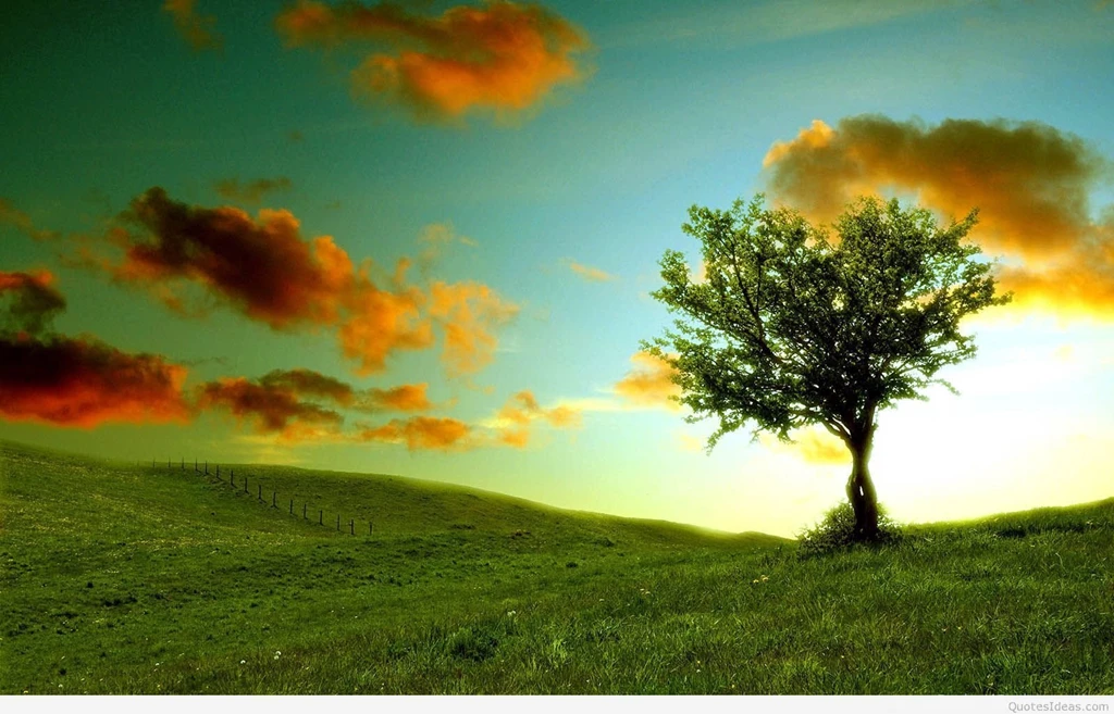 9564 summer nature desktop wallpaper.jpg