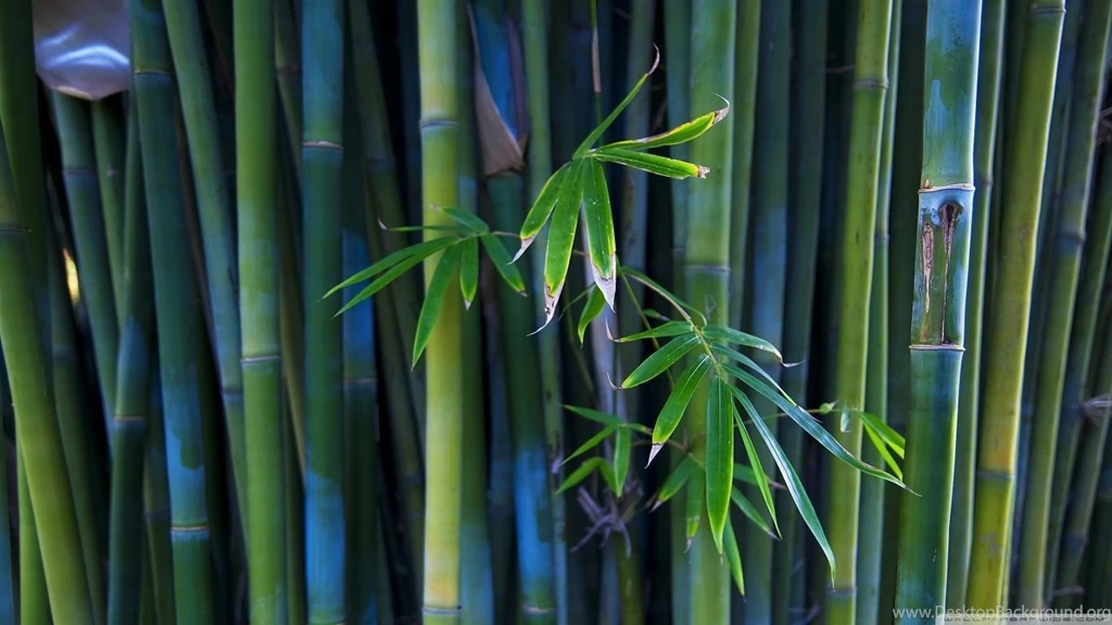 Bamboo HD Desktop Wallpapers : Widescreen : High Definition ...