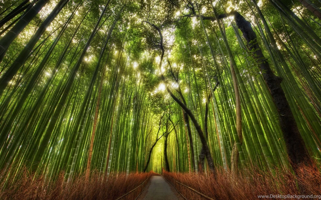 80 Bamboo HD Wallpapers