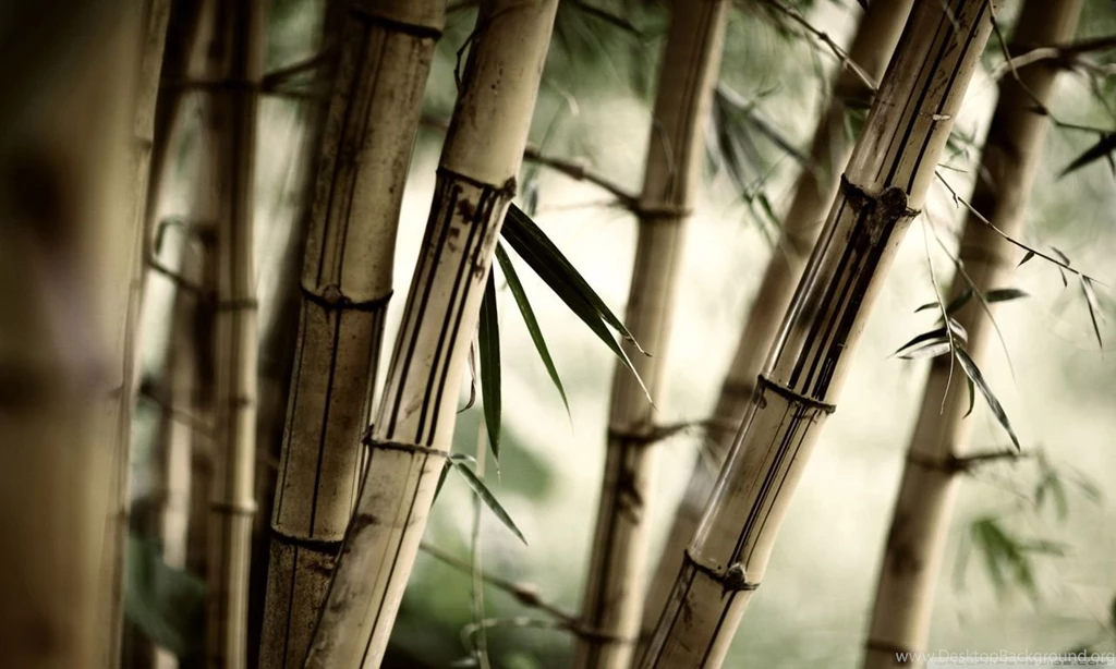 Bamboo HD Desktop Wallpapers : Widescreen : High Definition ...