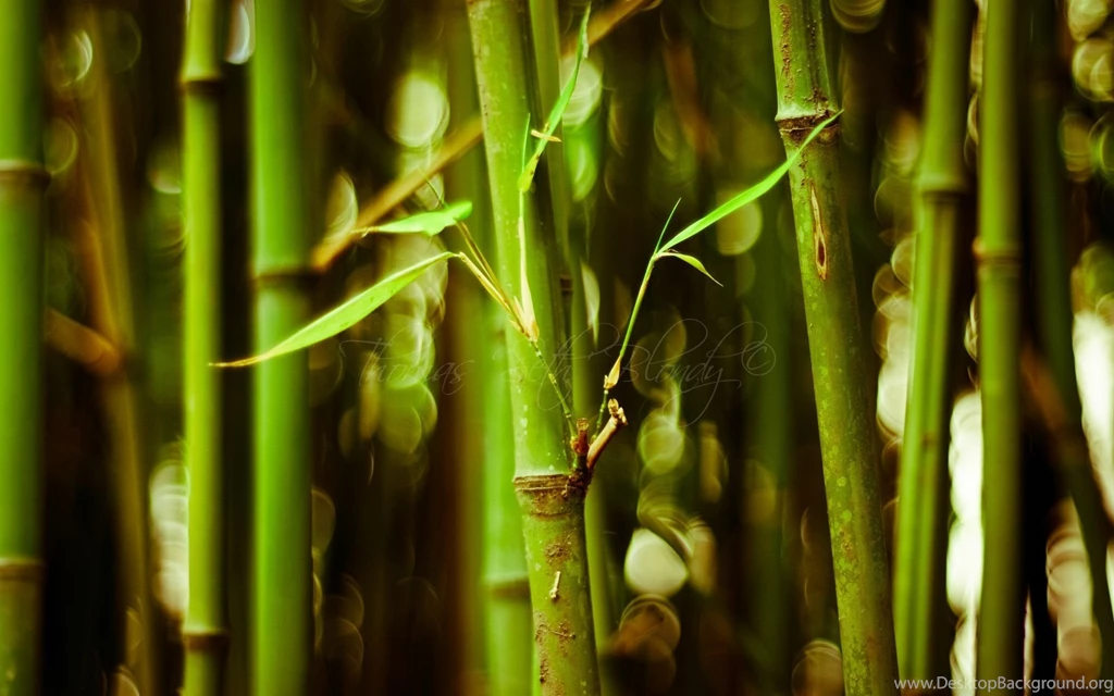 Theme Bin» Blog Archive » Bamboo HD Wallpapers