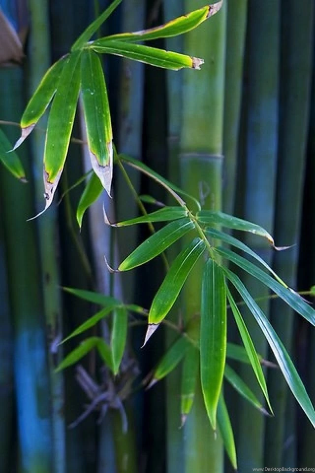 Bamboo Leaf Wallpapers – HD
