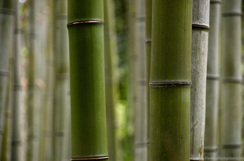 Bamboo Wallpapers HD (11)