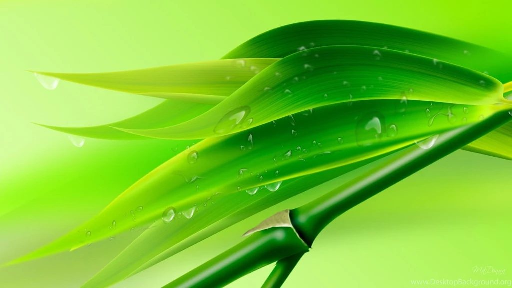 Bamboo Leaves Water Drops Wallpaper.jpg