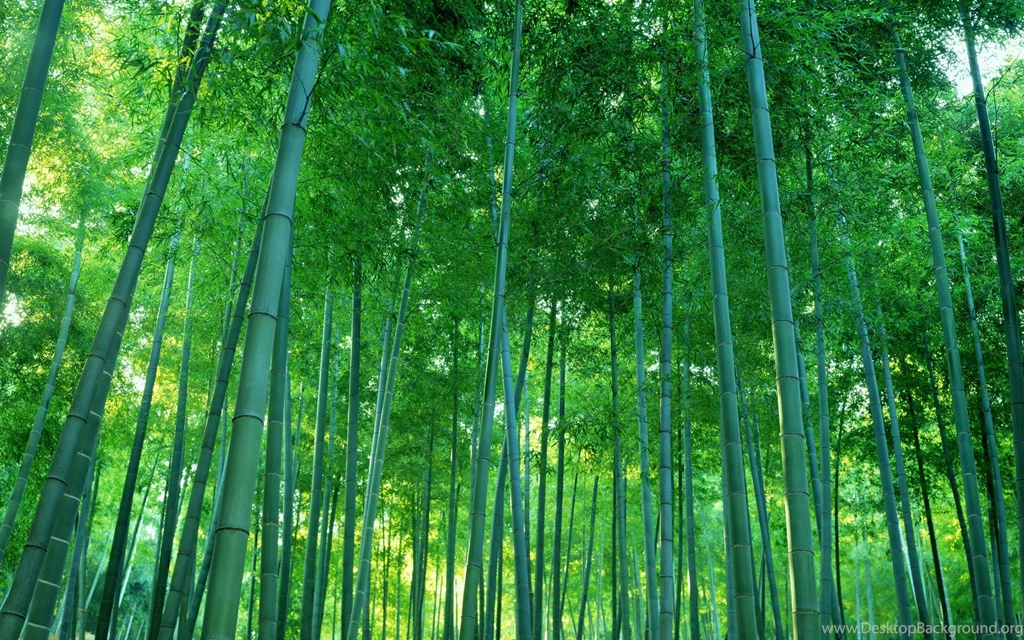 Bamboo Forest Bamboo Bamboosure Thing Boss Bamboo Forest Fresh New ...