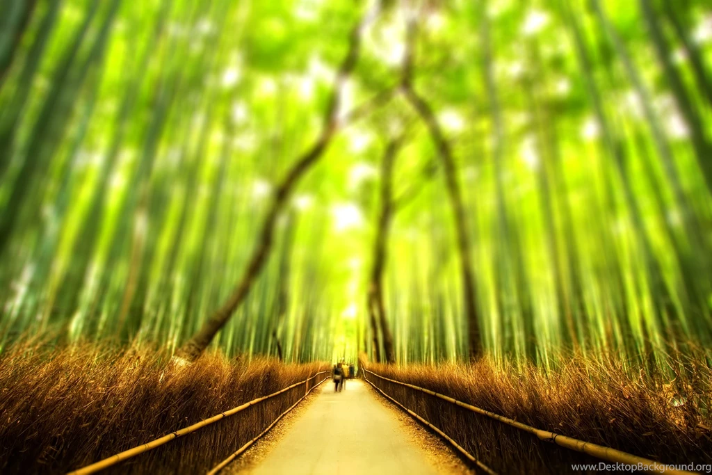 3160_blurry bamboo forest hd wallpaper.jpg