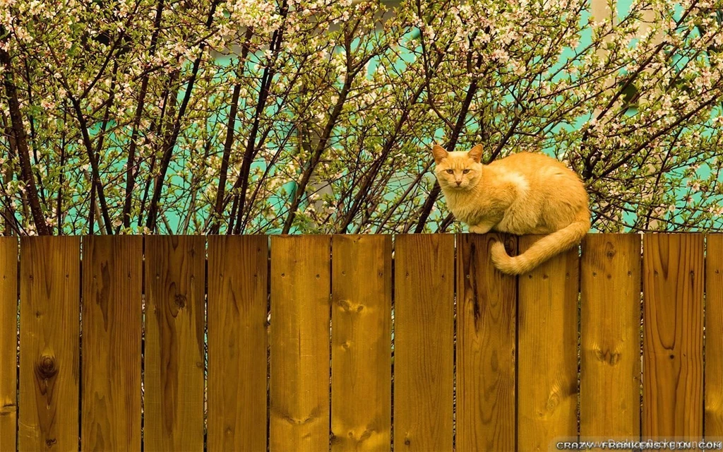 Spring Scene Wallpapers Crazy Frankenstein